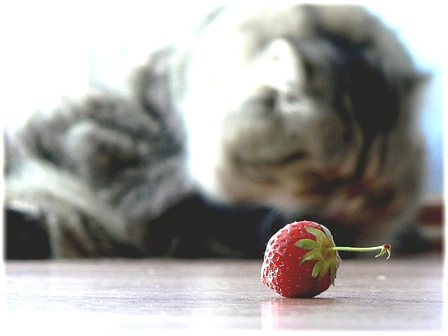 P1040305.jpg